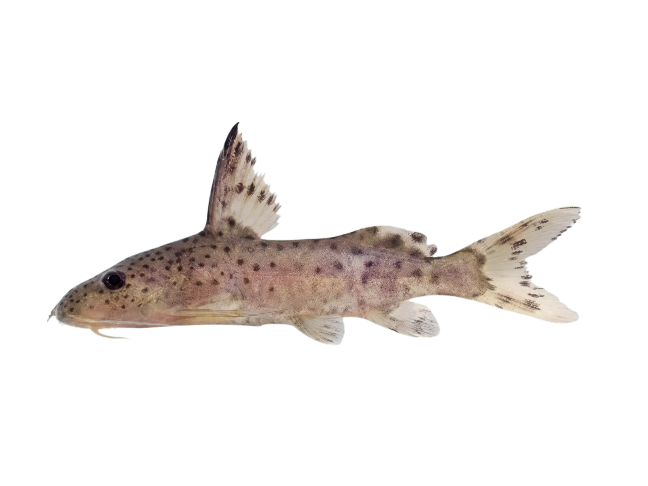 Plain squeaker (Synodontis zambezensis) specimen