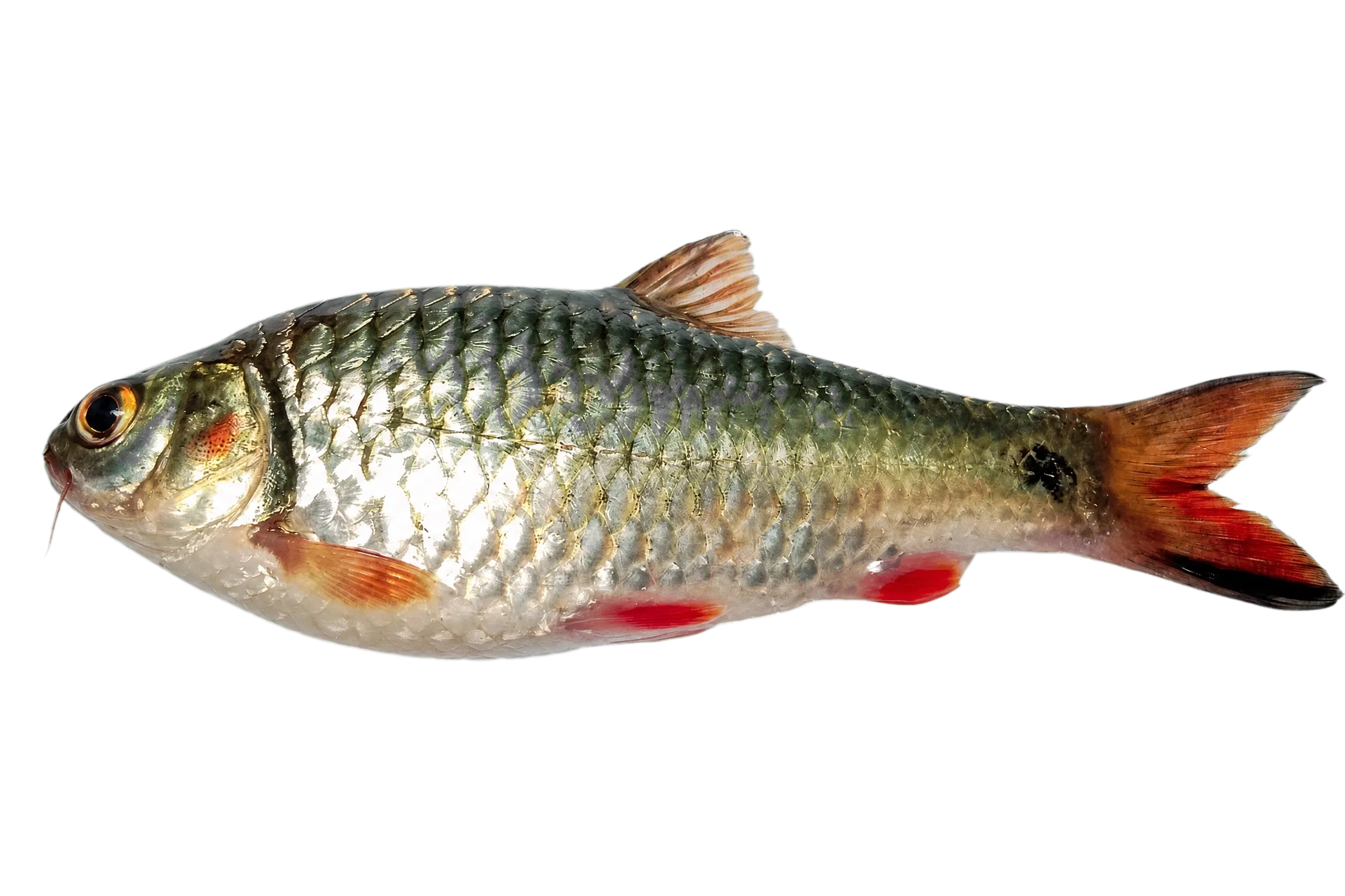 Javaen barb (Systomus rubripinnis) specimen