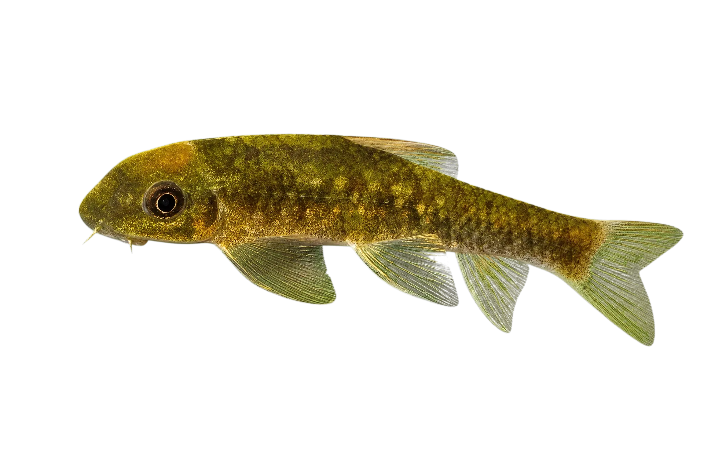 Bihorned barbel (Tariqilabeo bicornis) specimen