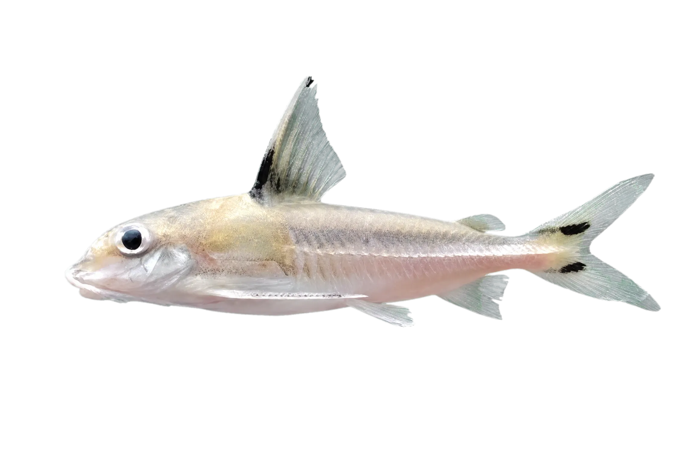 三斑仿陶乐鲶（Tenellus trimaculatus）标本