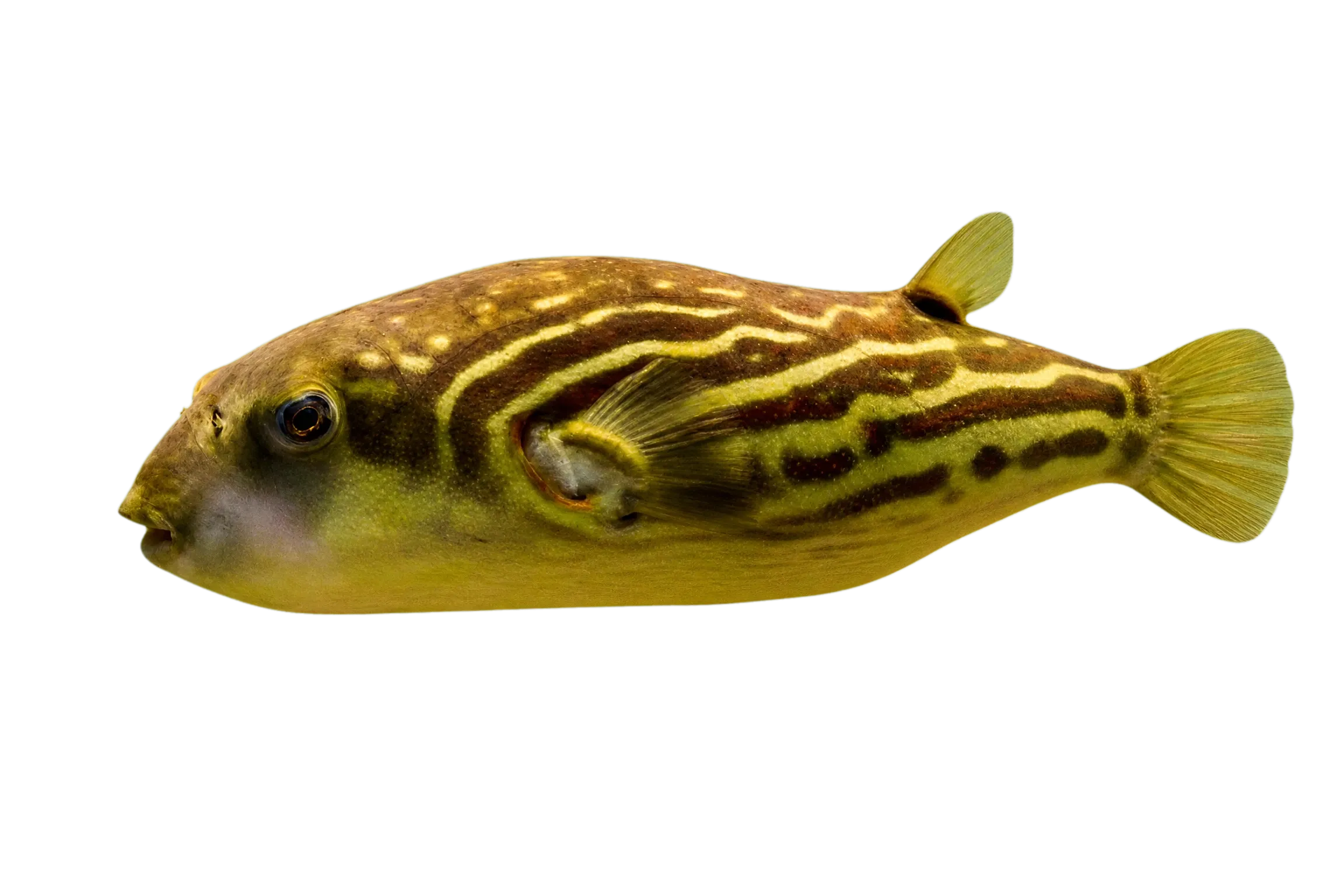 Puffer fish (Tetraodon pustulatus) specimen