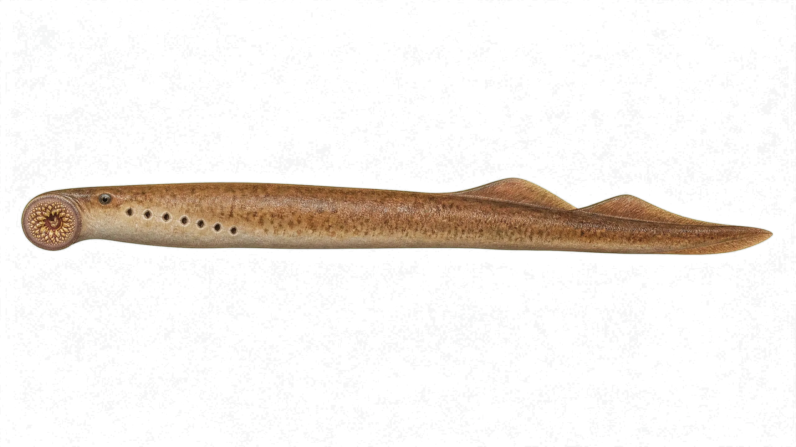 Mexican lamprey (Tetrapleurodon spadiceus) specimen