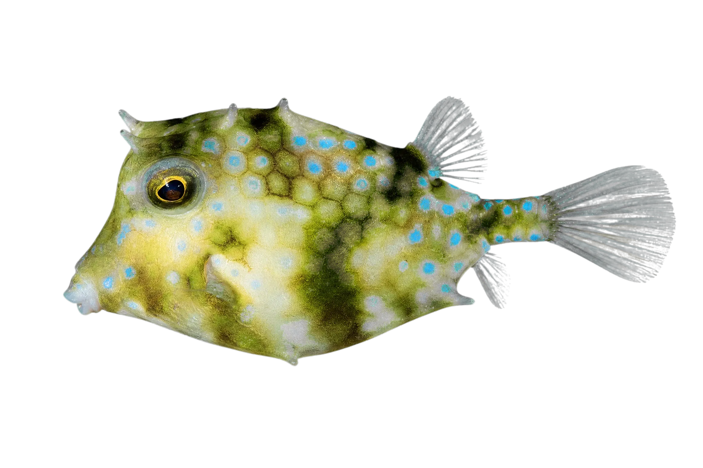 triangular boxfish (Tetrosomus concatenatus) specimen