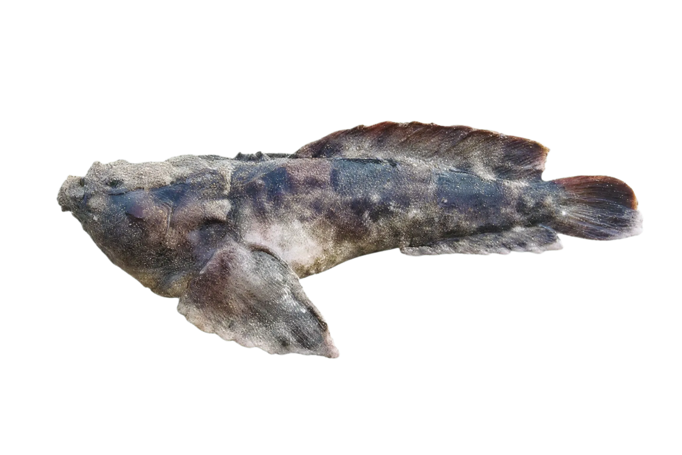 Toadfish (Thalassophryne montevidensis) specimen