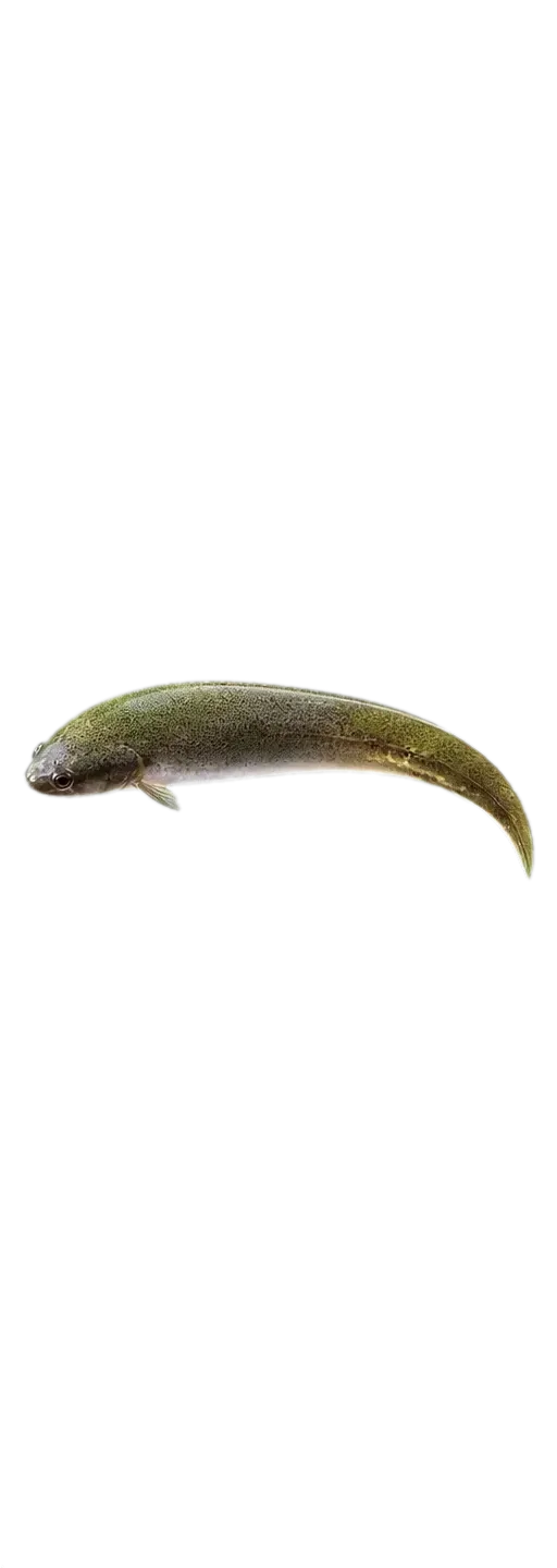 Estuary clingfish (Trachelochismus aestuarium) specimen