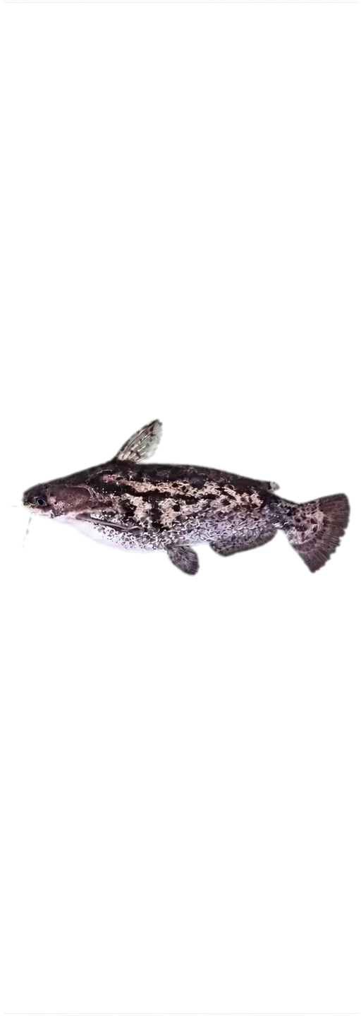 Driftwood catfish (Trachelyopterus fisheri) specimen