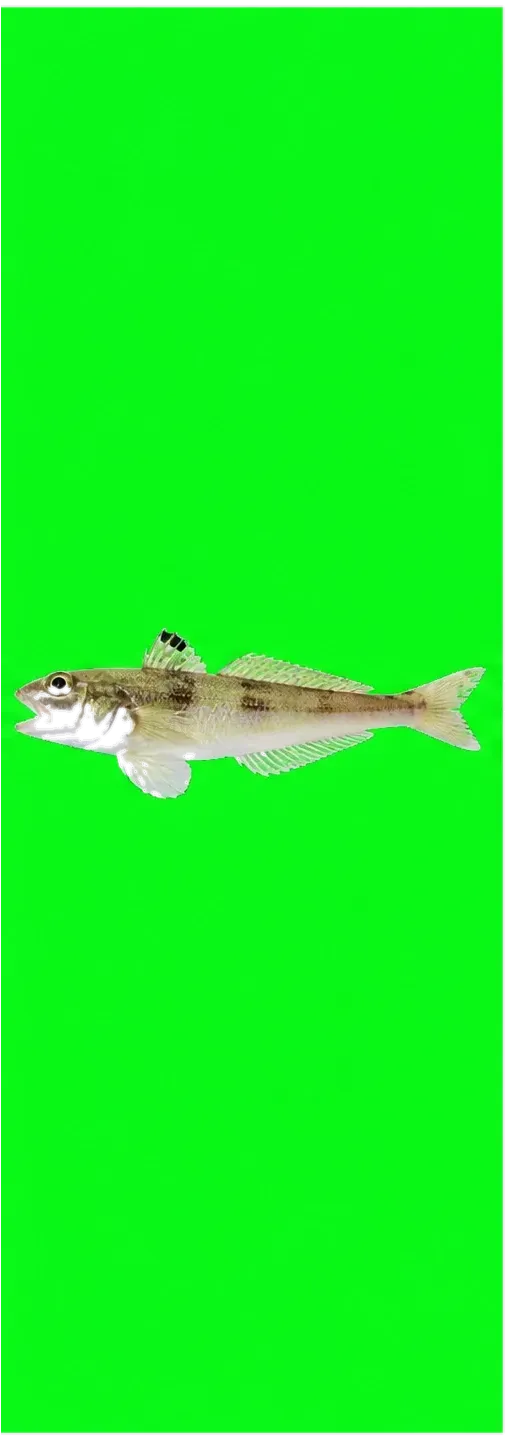 snakefish (Trachinocephalus myops) specimen