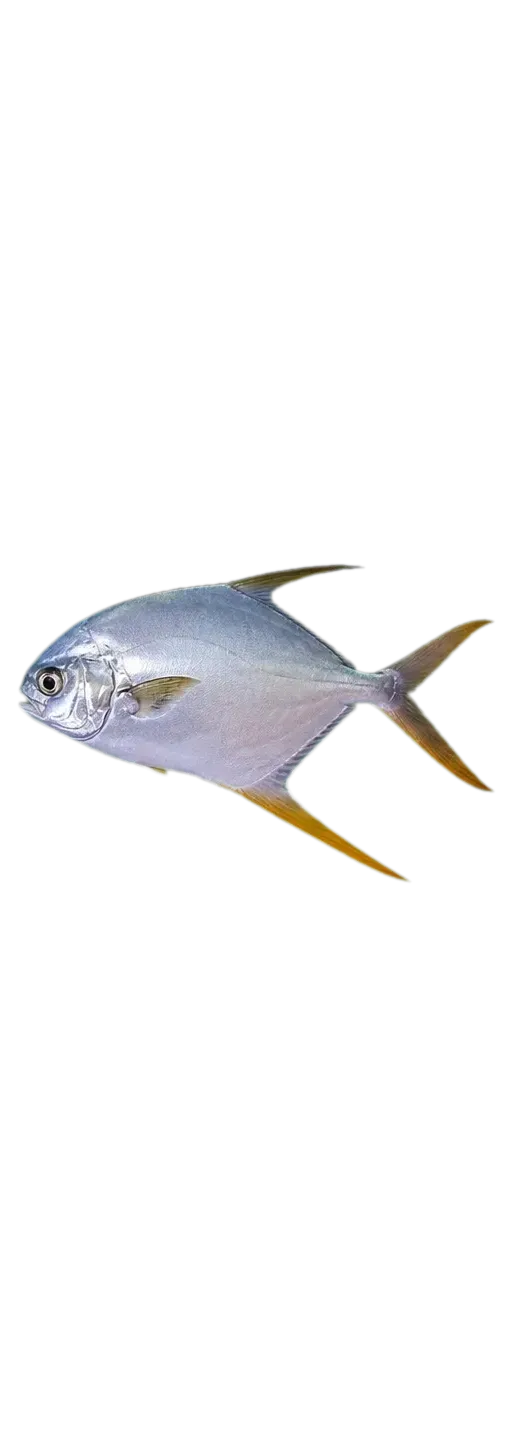 gafftopsail pompano (Trachinotus rhodopus) specimen