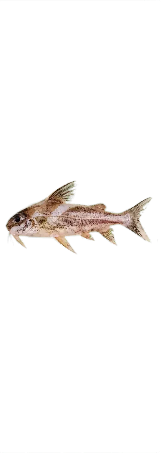 Trachydoras paraguayensis (Trachydoras paraguayensis) specimen