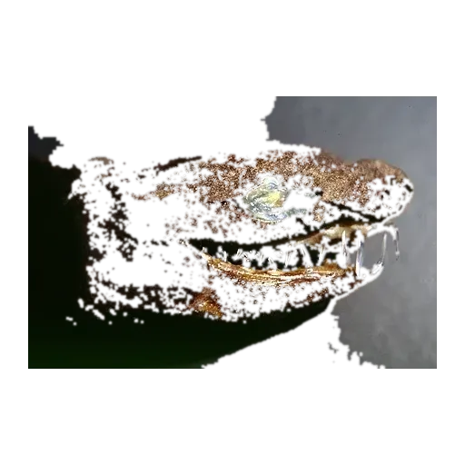 viper dogfish (Trigonognathus kabeyai) specimen