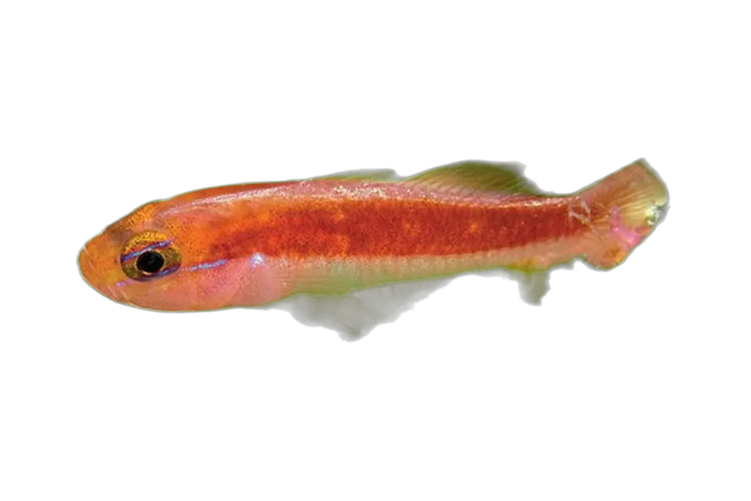 Aturiri’s pygmy goby (Trimma aturirii) specimen