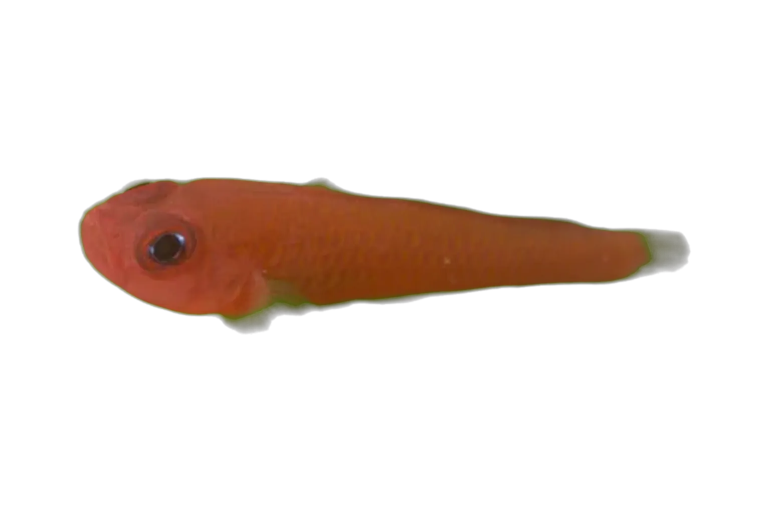 Sanguinello pygmygoby (Trimma sanguinellum) specimen