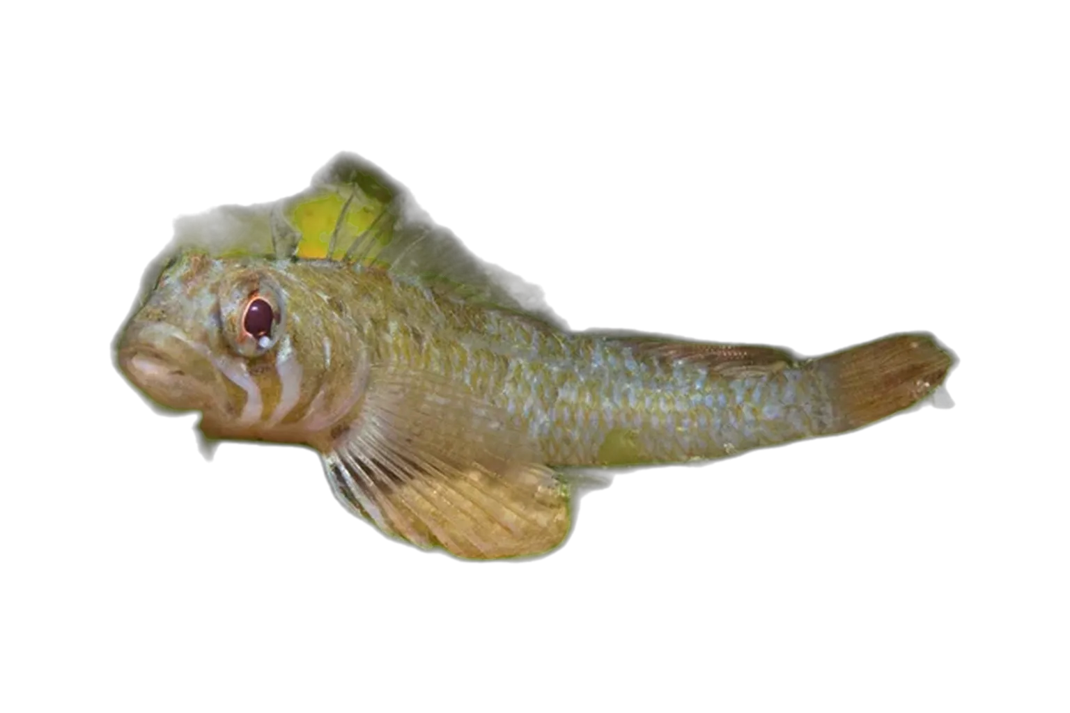 Clarke's triplefin (Trinorfolkia clarkei) specimen