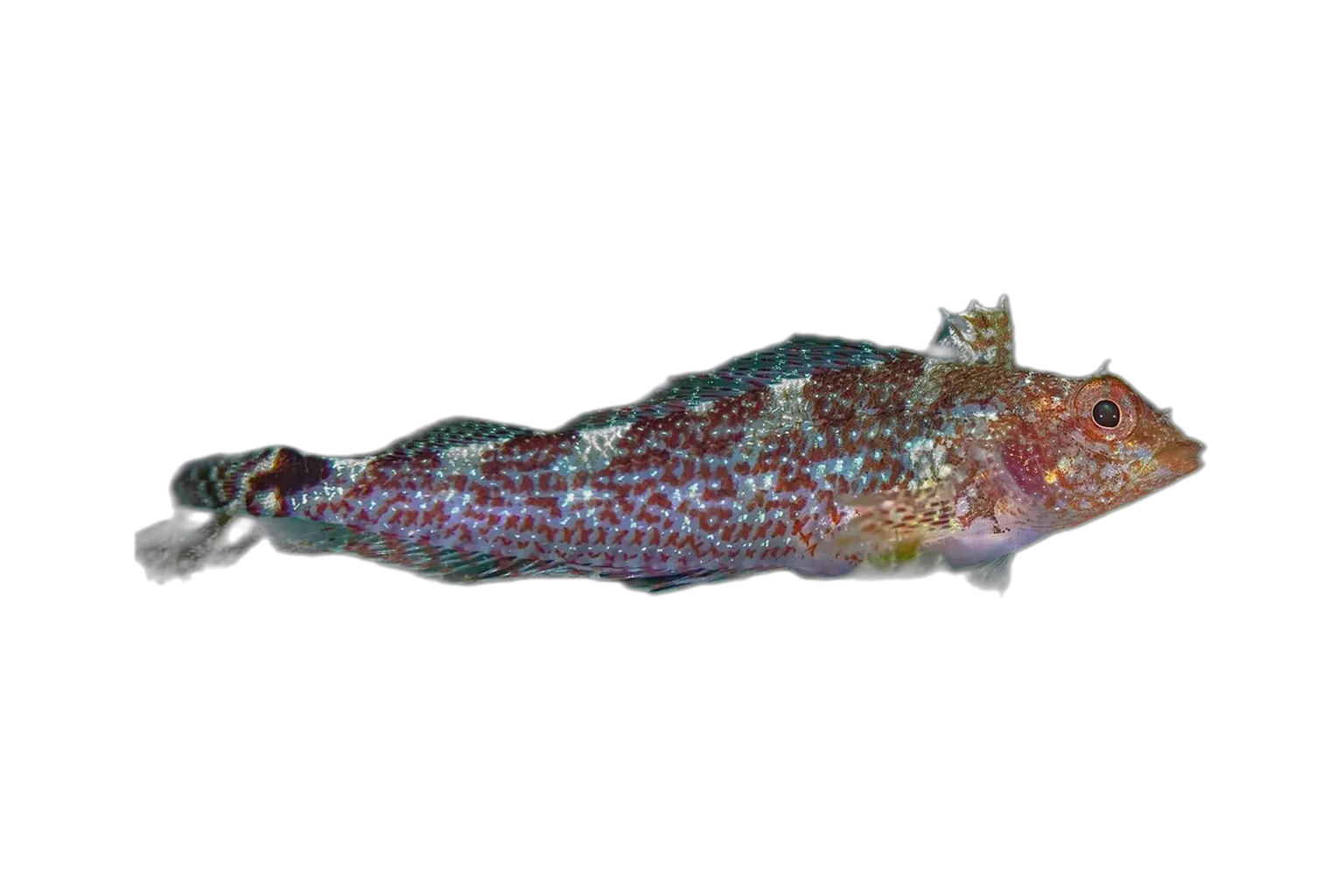 black-face blenny (Tripterygion delaisi) specimen
