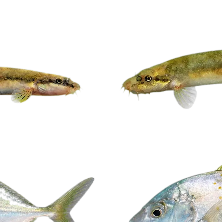 Turcinoemacheilus saadii (Turcinoemacheilus saadii) specimen