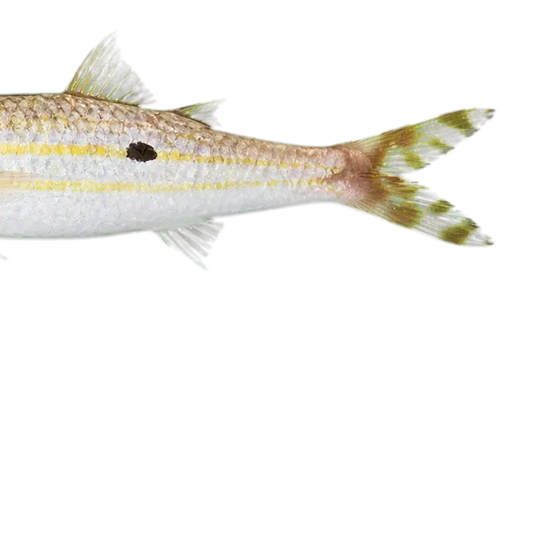 fin-stripe goatfish (Upeneus taeniopterus) specimen