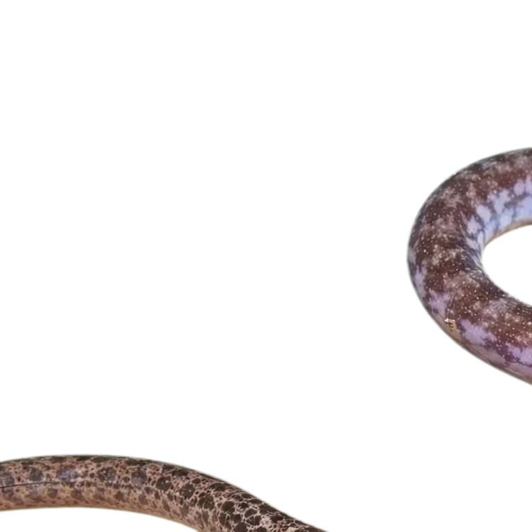 石紋尾鯙（Uropterygius marmoratus）标本