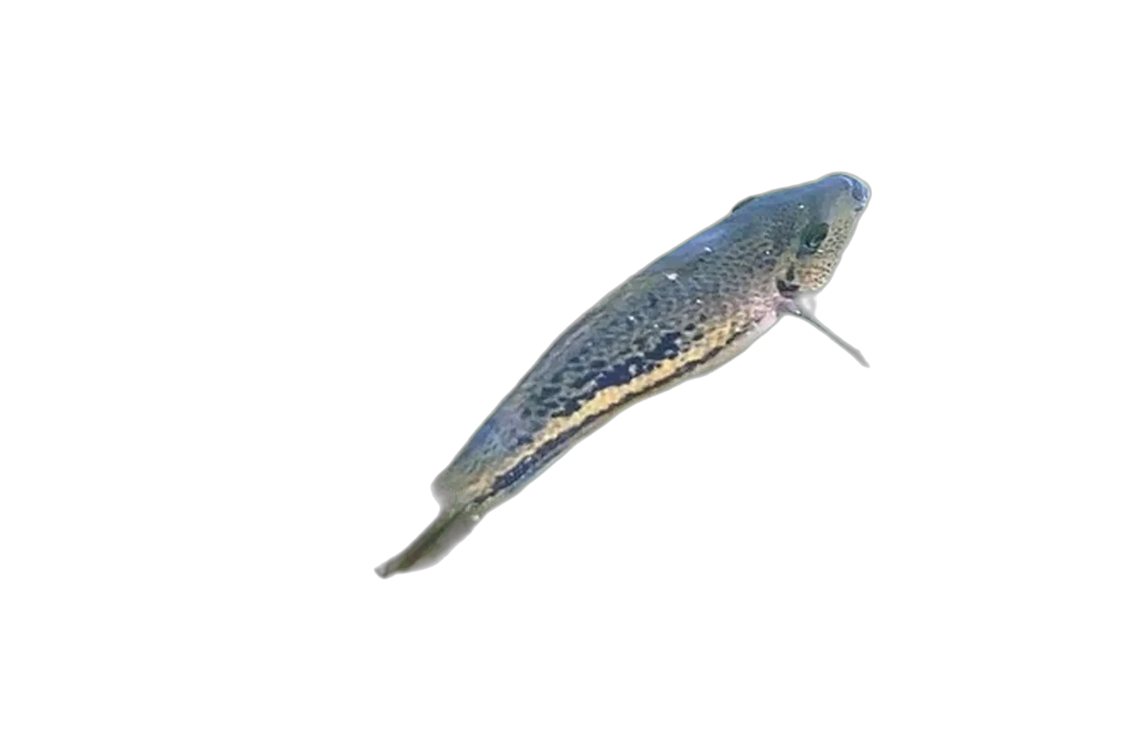 Twoband cichlid (Vieja bifasciata) specimen
