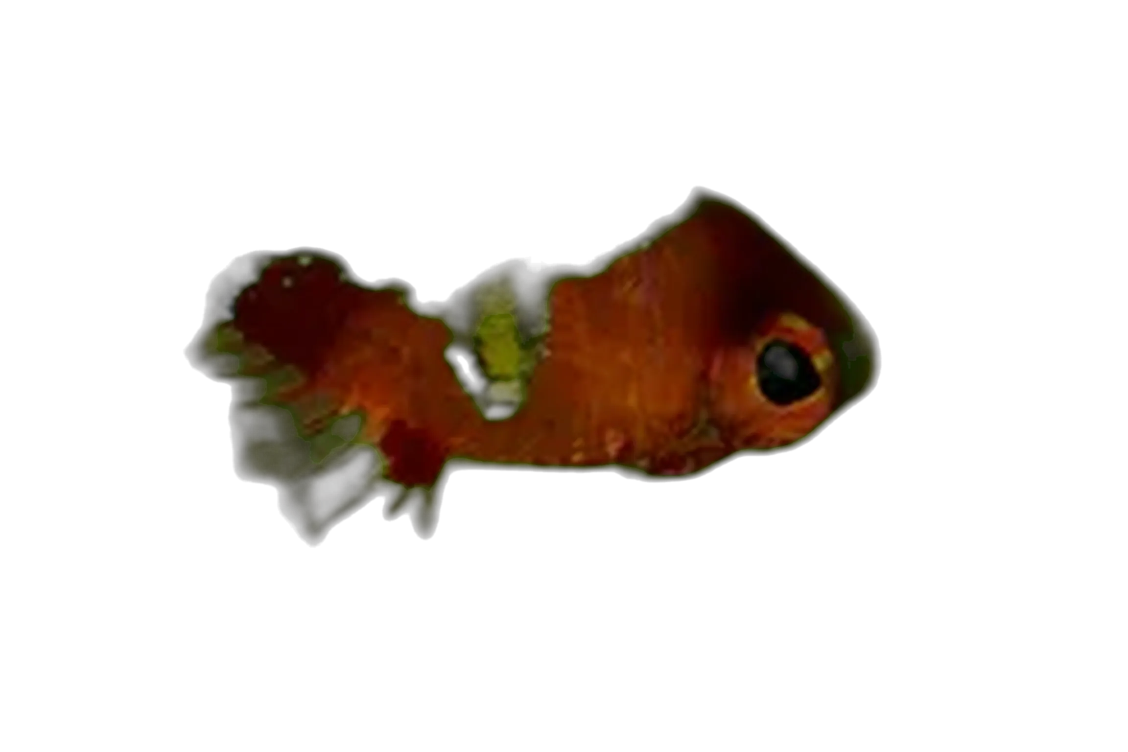 Redblotch basslet (Xenanthias winniensis) specimen