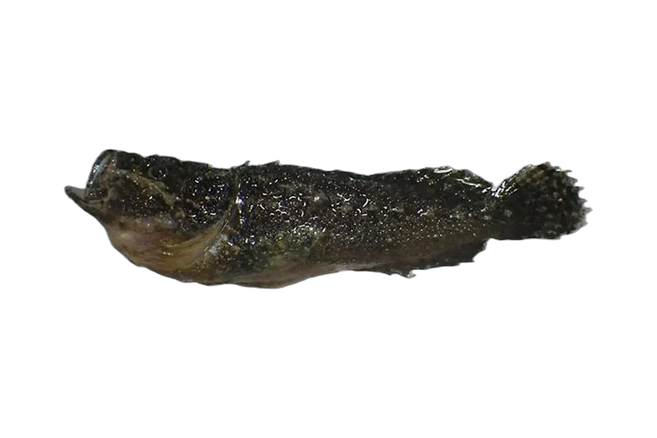 Xenaploactis asperrima (Xenaploactis asperrima) specimen