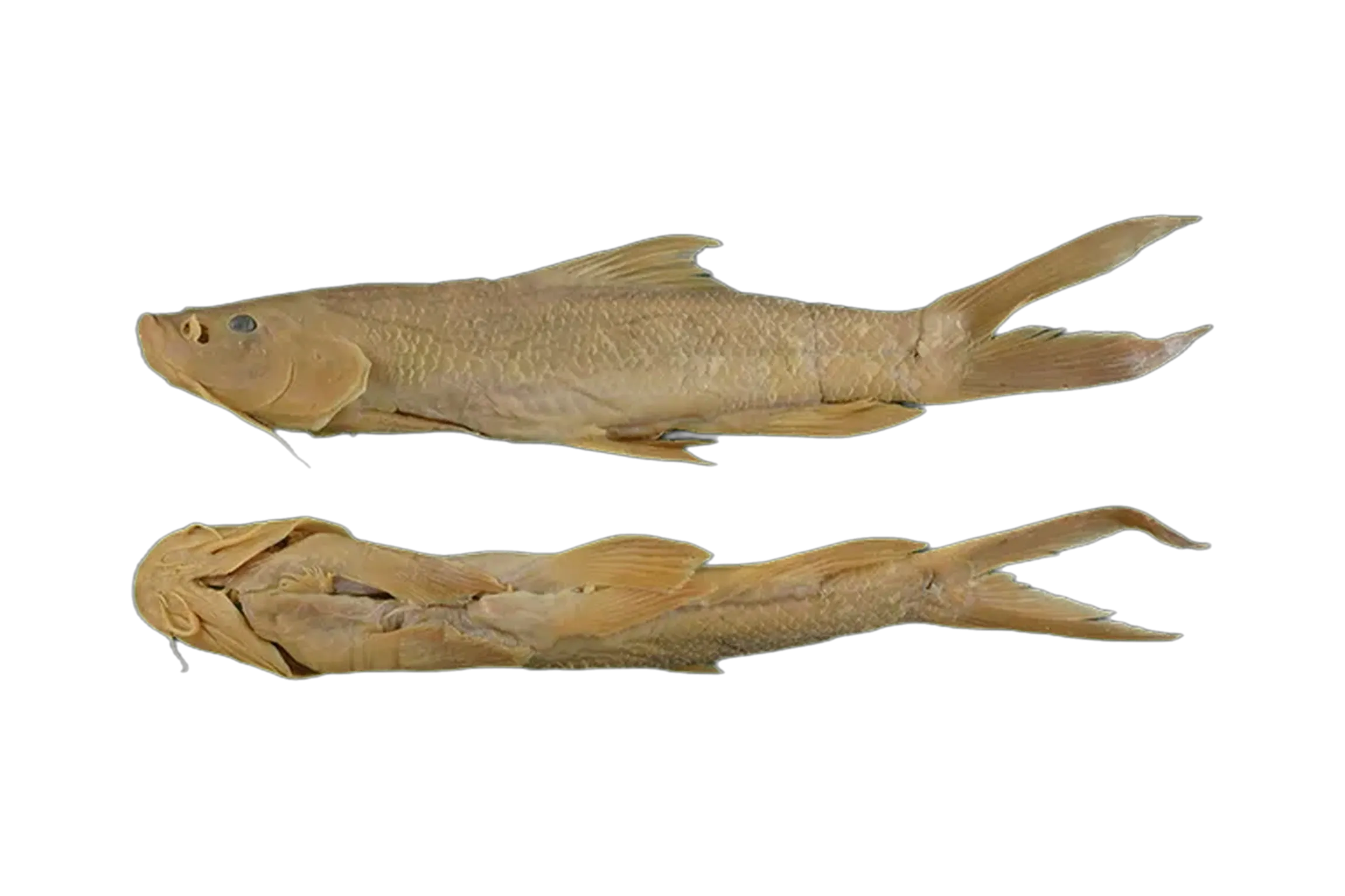 Xenophysogobio boulengeri (Xenophysogobio boulengeri) specimen