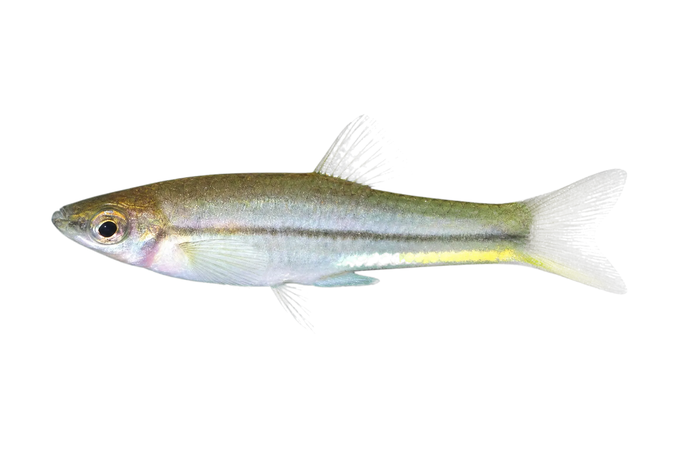 Comma Swordtail (Xiphophorus signum) specimen