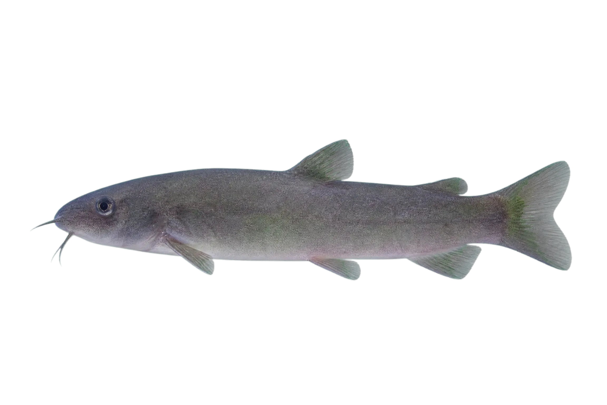 Silver loach (Yasuhikotakia lecontei) specimen