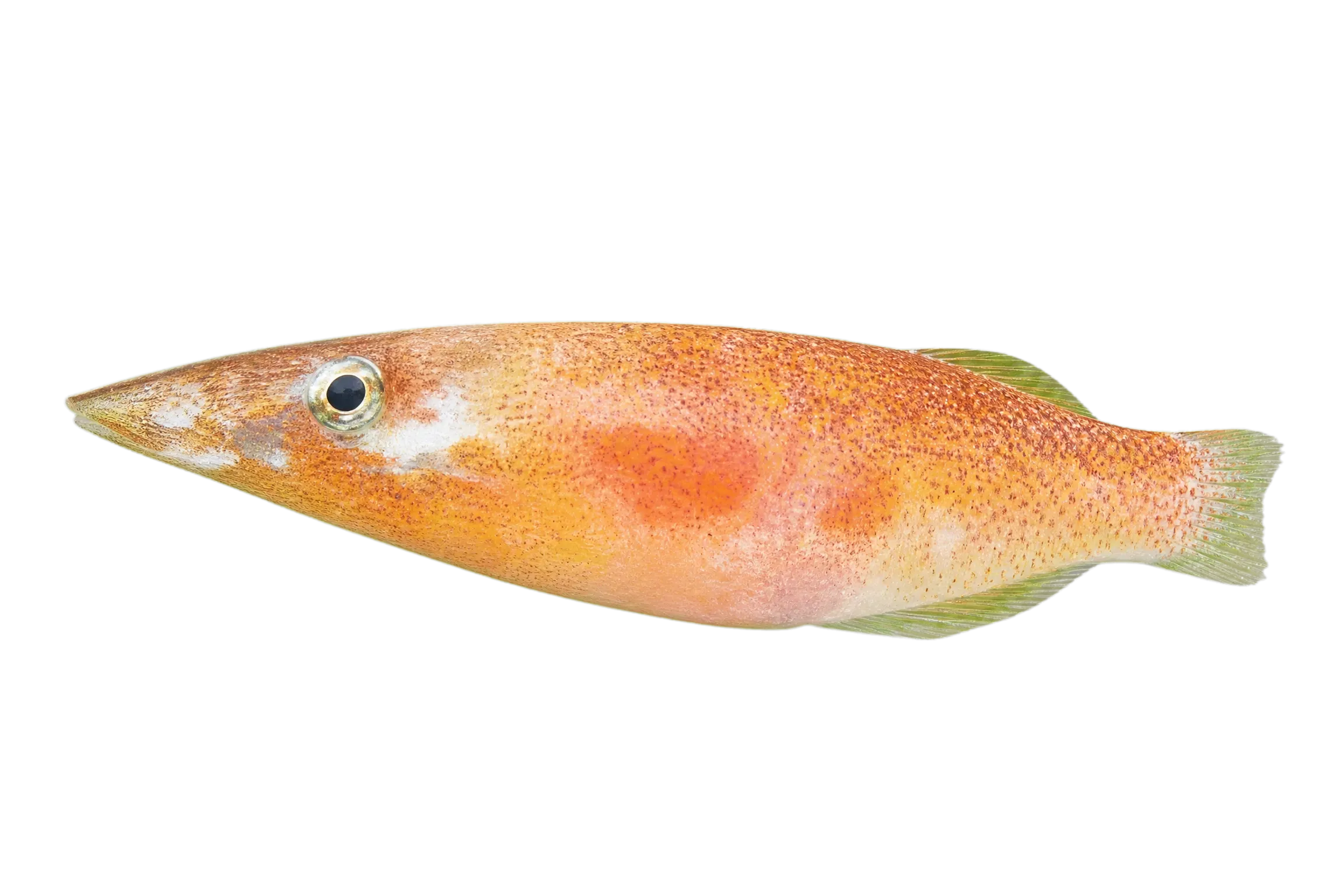 thin sand-eel (Yirrkala tenuis) specimen