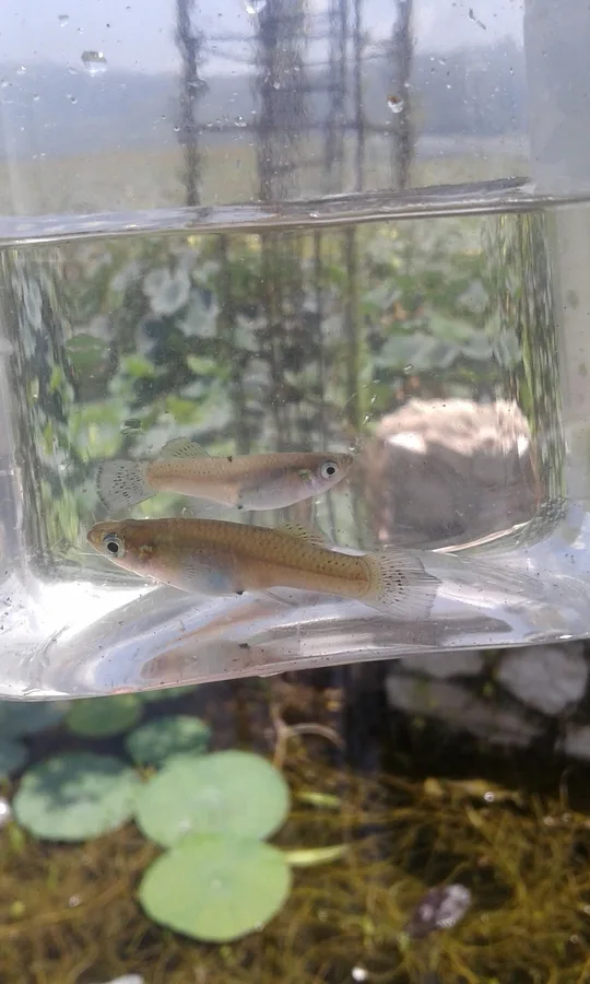 Miragoane gambusia (Gambusia beebei)