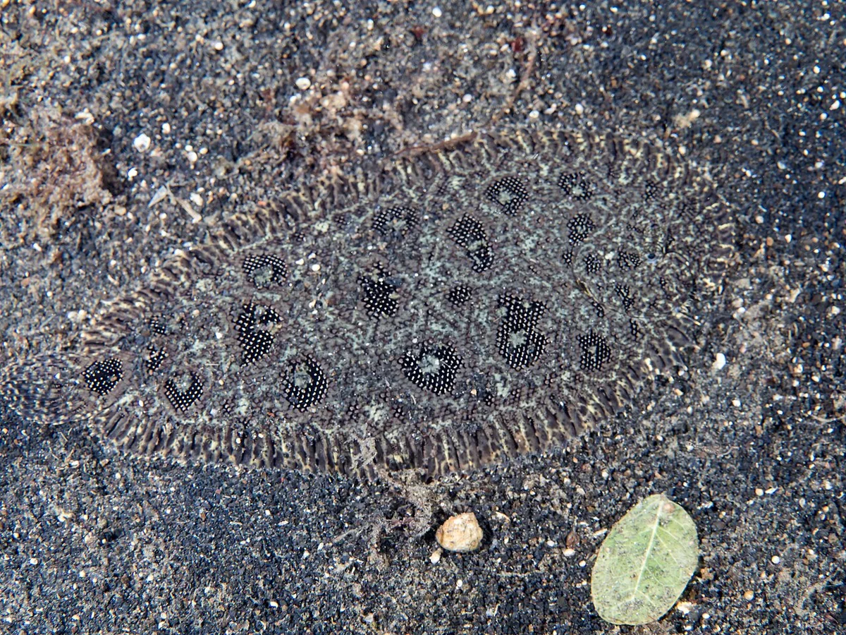 Hook-nosed sole (Heteromycteris hartzfeldii)