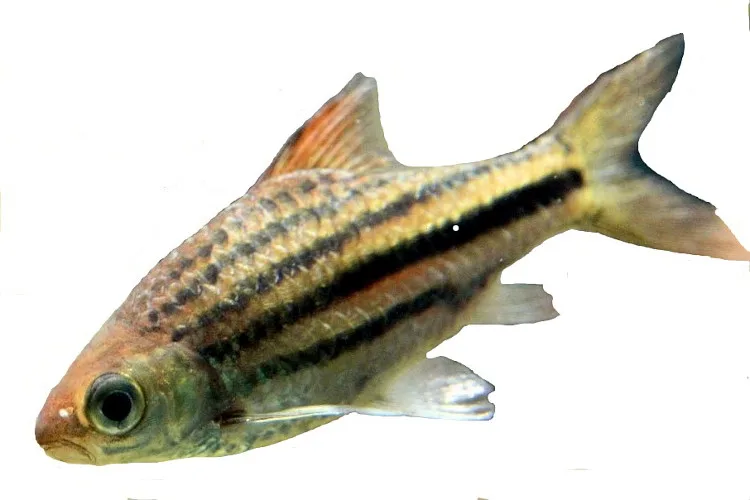 Lined barb (Striuntius lineatus)