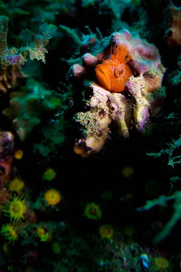 Neoclinus bryope