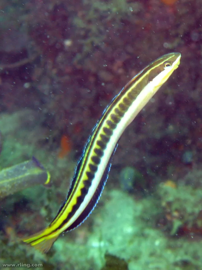 piano fangblenny (Plagiotremus tapeinosoma)