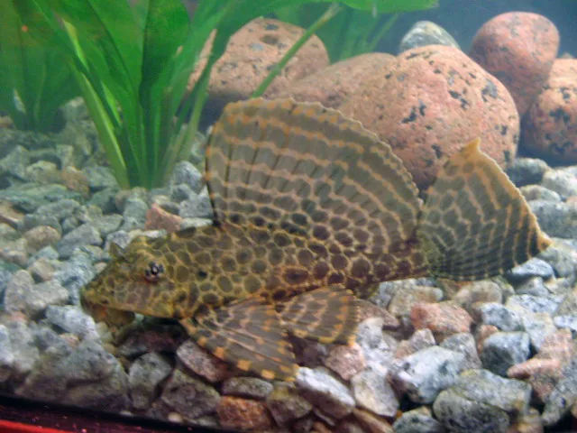 Leopard pleco (Pterygoplichthys gibbiceps)