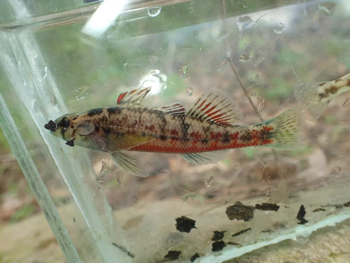 Etheostoma chermocki 的物种图片
