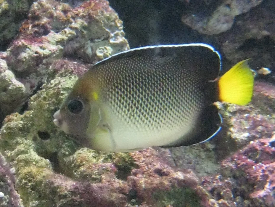 yellowtail angelfish (Apolemichthys xanthurus)