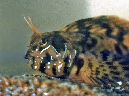 sphynx blenny (Aidablennius sphynx)