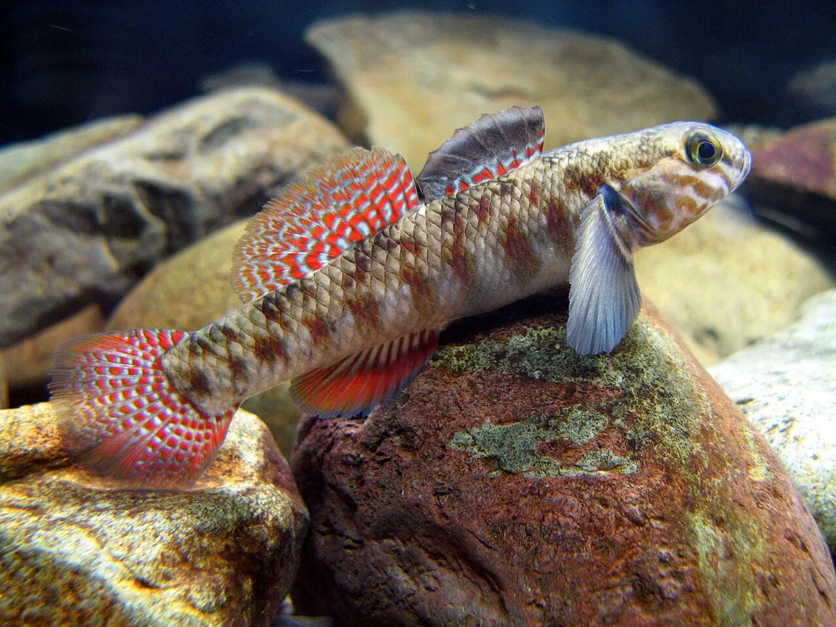 Redfin bully (Gobiomorphus huttoni)