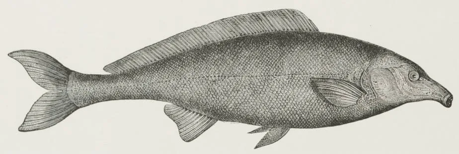 Elephant-snout fish (Mormyrus kannume)