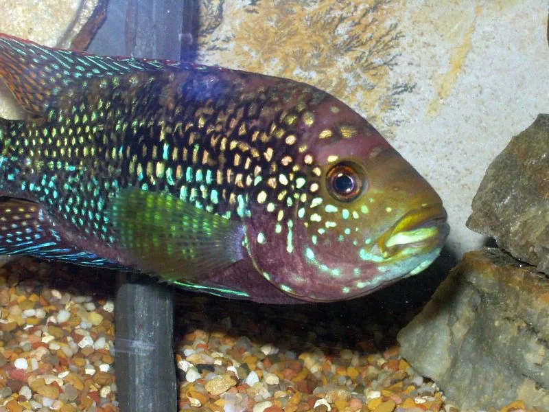 Jack Dempsey (Rocio octofasciata)