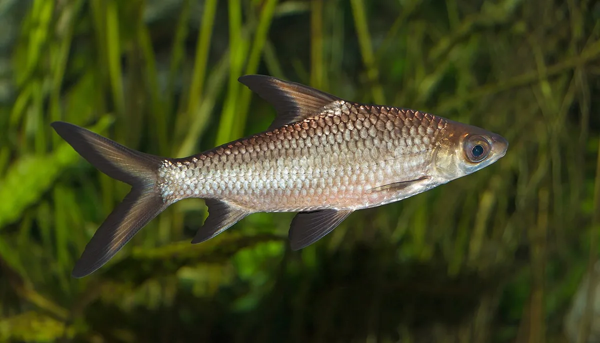Bala shark (Balantiocheilos melanopterus)
