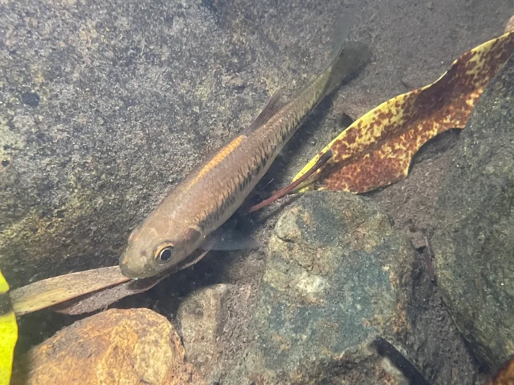 cá lá giang (Parazacco fasciatus)