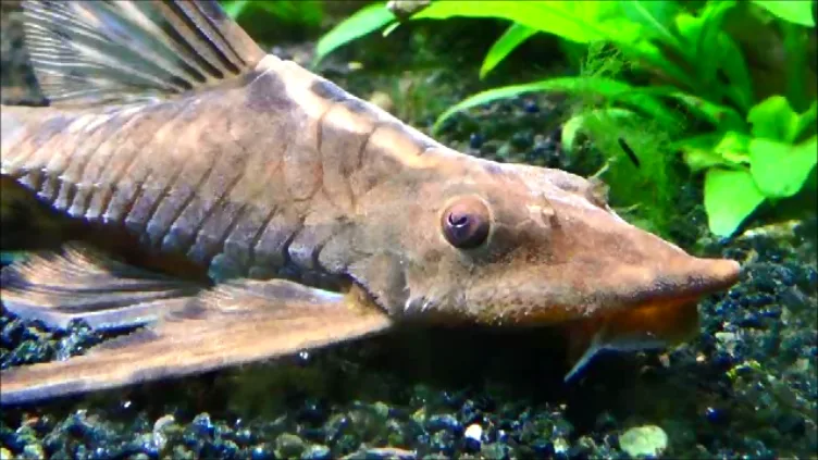 Whiptail Catfish (Sturisomatichthys festivum)