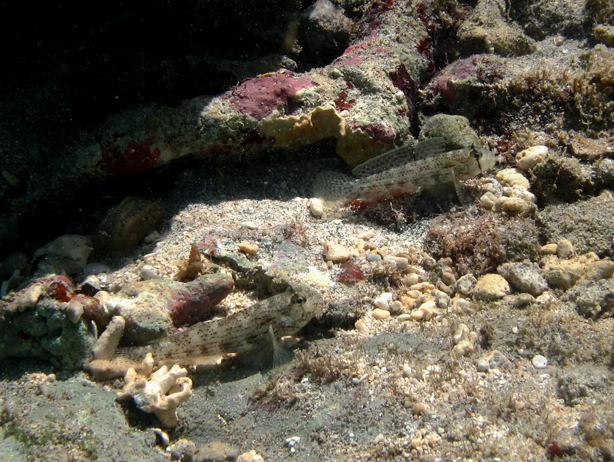 eyebar goby (Gnatholepis cauerensis)
