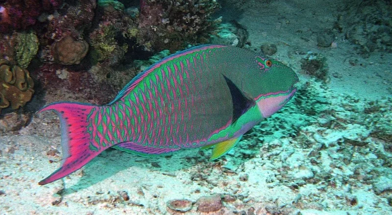bicolour parrotfish (Cetoscarus bicolor)