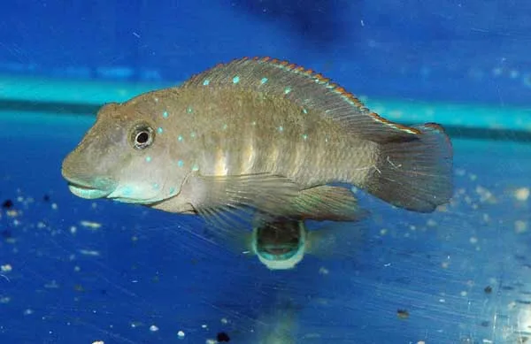 Tanganyika clown (Eretmodus cyanostictus)