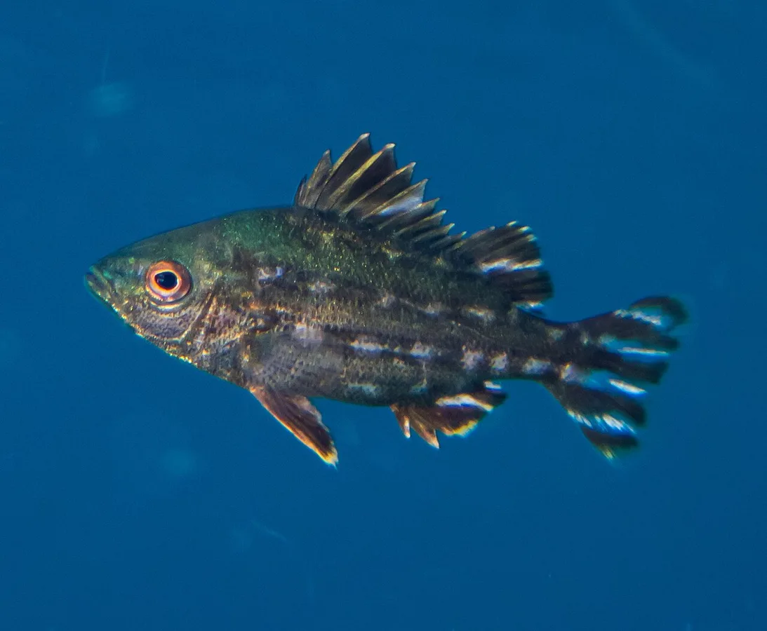 largescaled therapon (Terapon theraps)