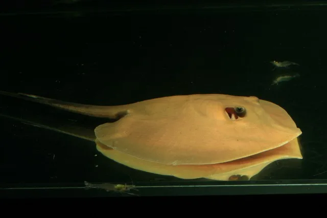 Mekong stingray (Hemitrygon laosensis)