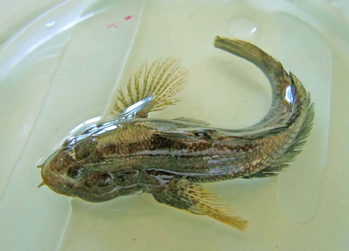 Western tubenose goby (Proterorhinus semilunaris)