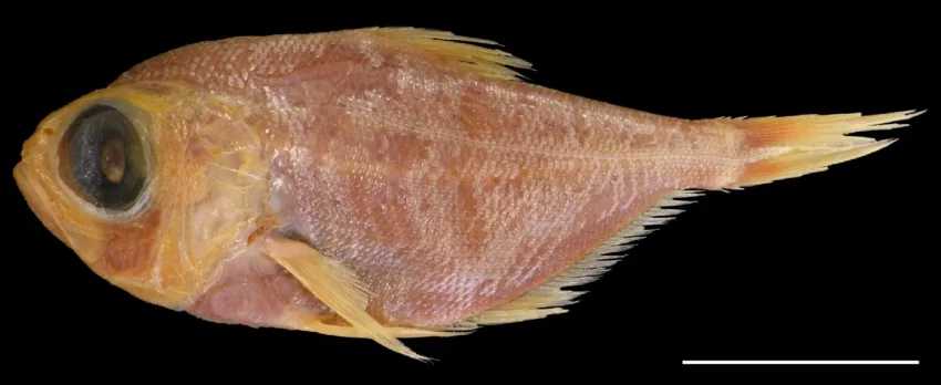 alfonsino (Beryx mollis)